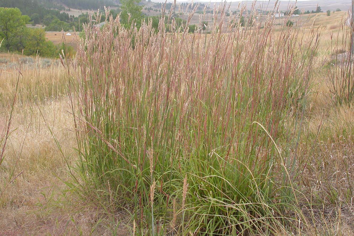 Andropogon gerardii  Big Bluestem Long Island Native Grass Suffolk Hydroseeding.com 